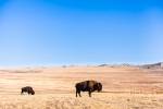 bisons on the Antelope Island, Salt lake, Utah
