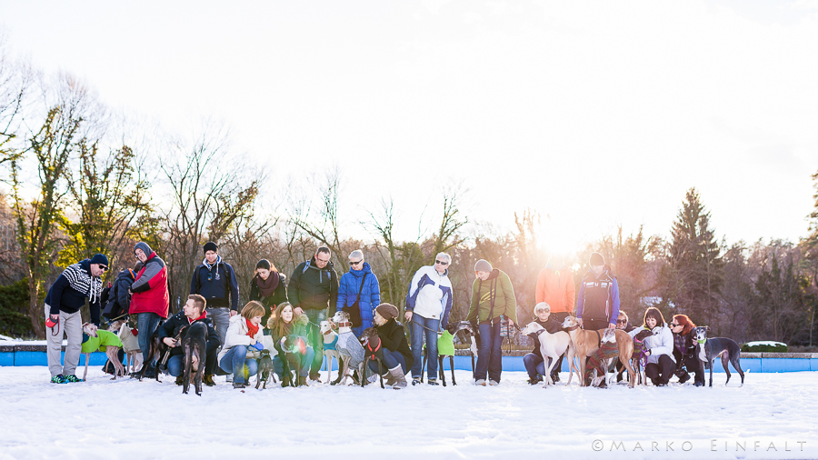 group photo of adopted greyhounds in Maribor on snow in the sunset
